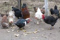 Chickens and ducks eating some potatoes peel