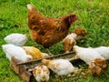 Chicken with chickens eats feed from the feeder Royalty Free Stock Photo