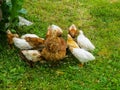 Chicken with chickens eats feed from the feeder