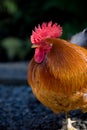 Chicken Royalty Free Stock Photo