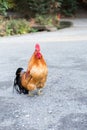 Chicken Royalty Free Stock Photo