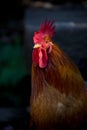 Chicken Royalty Free Stock Photo