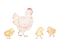 Chicken with Chickens Watercolor Clipart, Baby Chick Watercolor Illustration