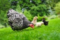 Chicken with chicks Royalty Free Stock Photo