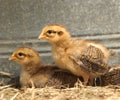 Chicken Chicks Royalty Free Stock Photo