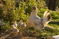 Chicken and Chicks Royalty Free Stock Photo