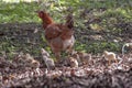 chicken and chicks mother hen father hen, looking for food Royalty Free Stock Photo