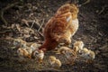 chicken and chicks mother hen father hen, looking for food Royalty Free Stock Photo