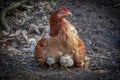 chicken and chicks mother hen father hen, looking for food Royalty Free Stock Photo