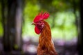 chicken and chicks mother hen father hen, looking for food Royalty Free Stock Photo