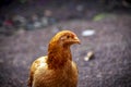 chicken and chicks mother hen father hen, looking for food Royalty Free Stock Photo