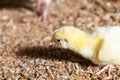 chicken chicks at a poultry farm