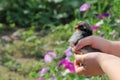 Chicken in children`s hands. New life. Small bird Royalty Free Stock Photo