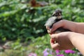 Chicken in children`s hands. New life. Small bird Royalty Free Stock Photo