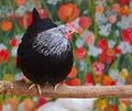 Chicken or chook on a branch Royalty Free Stock Photo