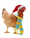 Chicken in a Christmas hat