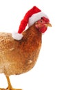 Chicken in a Christmas hat