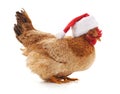 Chicken in a Christmas hat Royalty Free Stock Photo