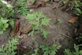 Chicken claw plant & x28;Selaginella doederleinii hieron& x29; which often grows in tropics place of shade moist ravines