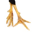 Chicken claw Royalty Free Stock Photo