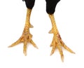 Chicken claw Royalty Free Stock Photo