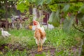 Adult hens, roosters, turkeys, teenage chickens on the farm graze in the grass and peck fodder