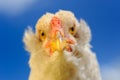 Chicken Close-Up Against Blue Sky Royalty Free Stock Photo