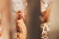 chicken close-up behind a fence, front and back background blurred with bokeh effect Royalty Free Stock Photo