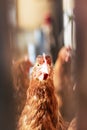 chicken close-up behind a fence, front and back background blurred with bokeh effect Royalty Free Stock Photo