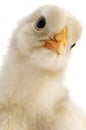 Chicken close-up