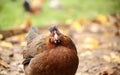 Chicken close up