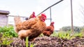 Chicken close up, standing and looking attentively, farm with chickens outdoors Royalty Free Stock Photo