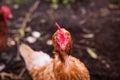 Chicken close up, standing and looking attentively, farm with chickens outdoors Royalty Free Stock Photo