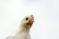 Chicken close-up on a white background.  Funny rooster Royalty Free Stock Photo