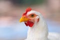 Chicken, closeup portrait Royalty Free Stock Photo