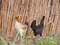 Chicken in a farm, rural life