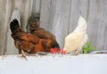 Chicken and on farm, shooting outdoors. Rustic theme. Colorful Rooster