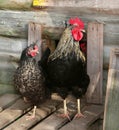 Chicken and cock on farm, shooting outdoors. Rustic theme. Colorful Rooster