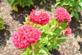Chicken comb or celosia flower is the flower of the Amaranthaceae family .
