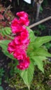 Chicken comb flower