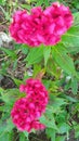 Chicken comb flower in my garden