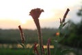 Chicken comb flowers in the sunset. Spring flower background. Tropical garden. Sunset light over the plants background.