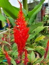 Chicken comb hair red flower in the garden