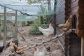 Chicken coop in back yard in residential area, hen in a farm yard Royalty Free Stock Photo