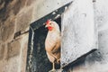 Chicken in the chicken coop. Domestic bird. Beautiful chickens. Agriculture. Chickens and roosters. Farm animals Royalty Free Stock Photo