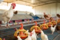 Chicken coop farm. Indoors chicken farm, chicken feeding Royalty Free Stock Photo