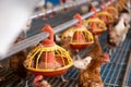 Chicken coop farm. Indoors chicken farm, chicken feeding Royalty Free Stock Photo