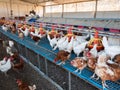 Chicken coop farm. Indoors chicken farm, chicken feeding Royalty Free Stock Photo