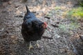 Black hen chicken coop barnyard organic poultry production in nature Royalty Free Stock Photo