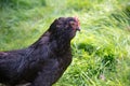 Black hen chicken coop green field grass organic poultry production in nature Royalty Free Stock Photo